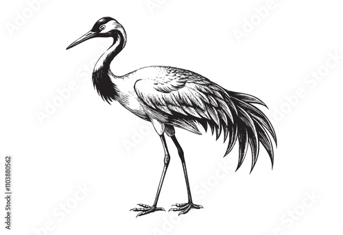 crane japanese bird sketch hand dawn drawing vector illustration