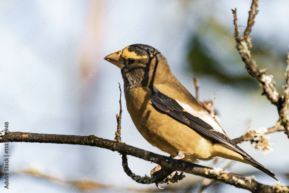 Evening grosbeak (Hesperiphona vespertina) eating berries in the sunlight