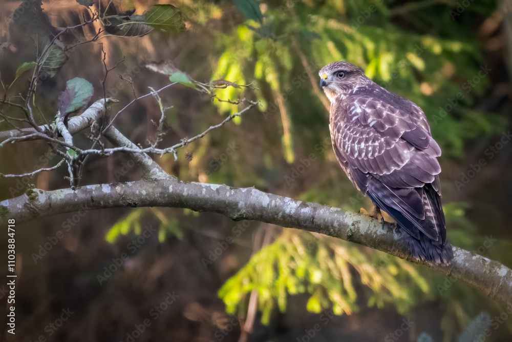 Common buzzard (Buteo buteo) in the forest, Perthshire, Scotland Common buzzard (Buteo buteo) in the forest, Perthshire, Scotland