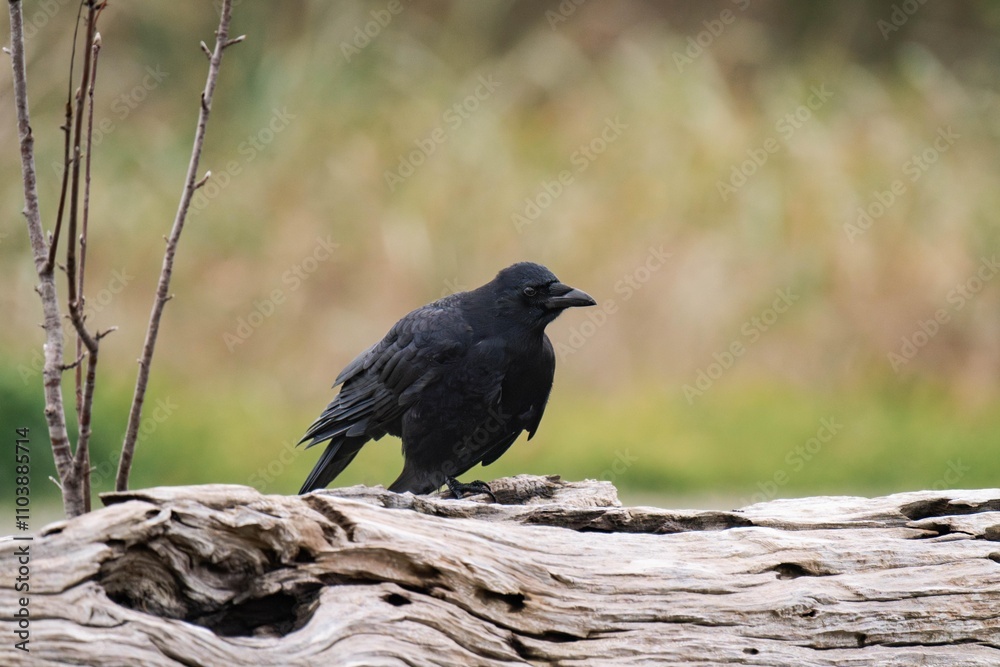 Obraz premium Raven standing on a tree branch