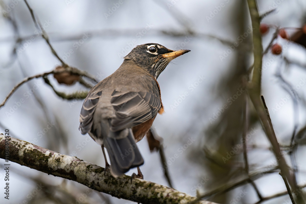 American robin (Turdus migratorius) close-up American robin (Turdus migratorius) close-up
