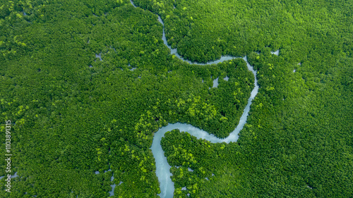 Tableau sur toile Aerial view mangrove forest tree, Green mangrove forest tree ecosystem, Mangrove forest tree nursery area, Nature texture and background ecology system ecosystem