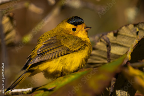 Wilson's warbler (Cardellina pusilla) in the sunlight photo