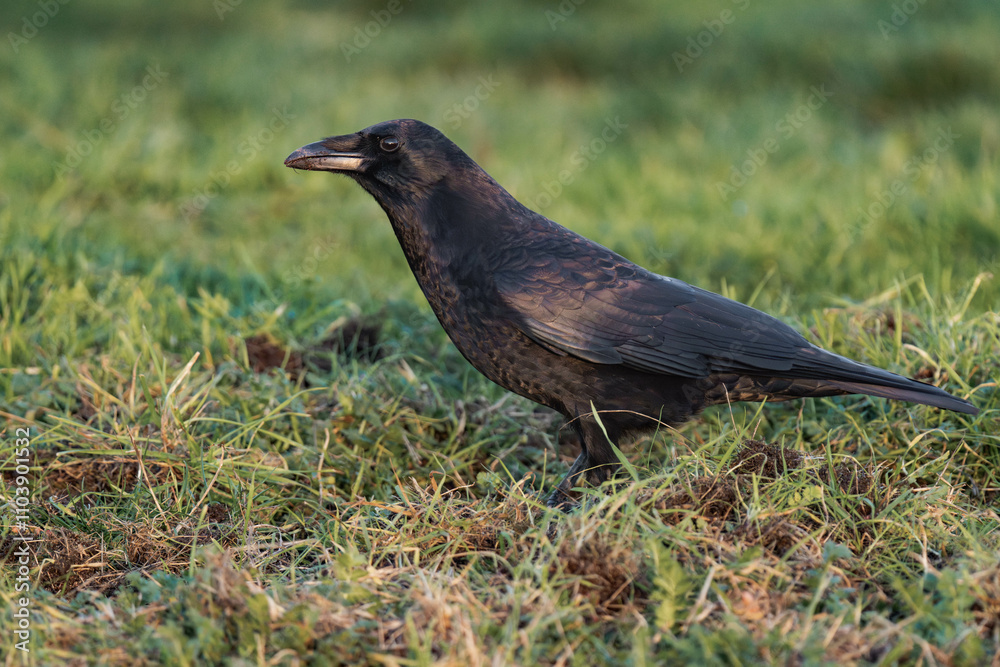 Obraz premium Common raven or northern raven (Corvus corax) in the sunset on some grass, looking for food