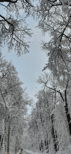 Beautiful sky at through treetops in blue colors. Natural background with frame of snowy treetops against the beautiful sky.