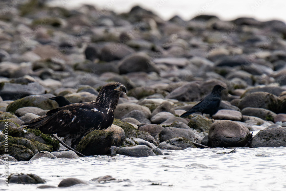 Fototapeta premium Juvenile bald eagle sitting on a riverbank