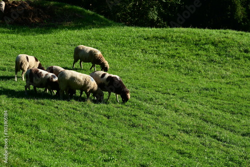 Kleine Schafherde auf einer Wiese in der Abendsonne photo