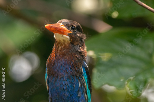 The Javan kingfisher (Halcyon cyanoventris), sometimes called the blue-bellied kingfisher or Java kingfisher photo