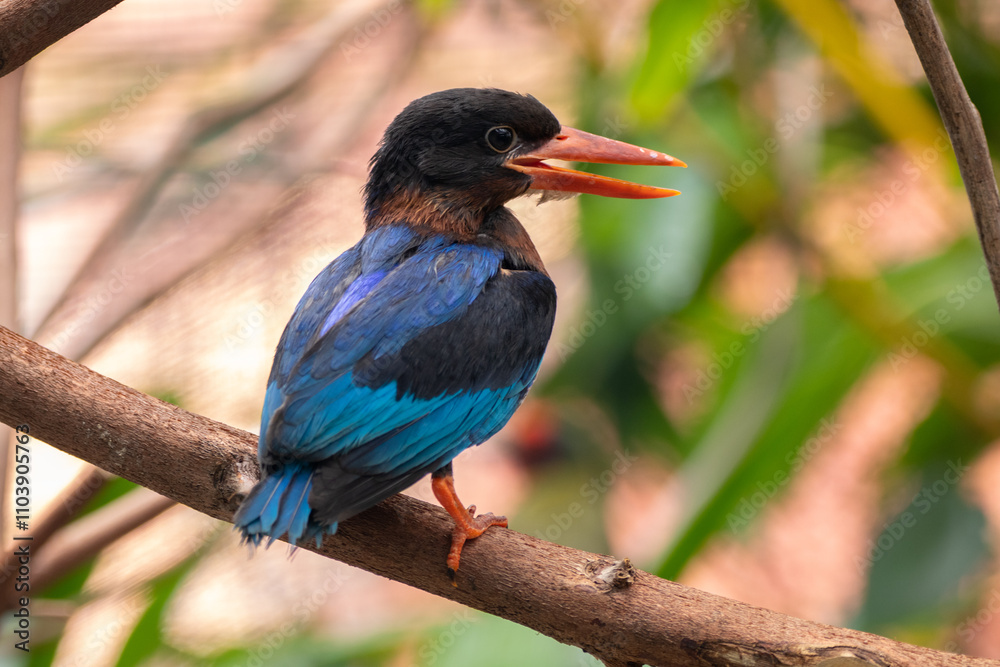 Fototapeta premium The Javan kingfisher (Halcyon cyanoventris), sometimes called the blue-bellied kingfisher or Java kingfisher