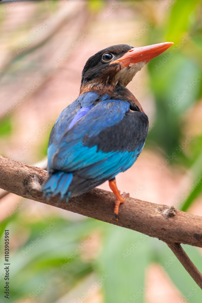 Obraz premium The Javan kingfisher (Halcyon cyanoventris), sometimes called the blue-bellied kingfisher or Java kingfisher