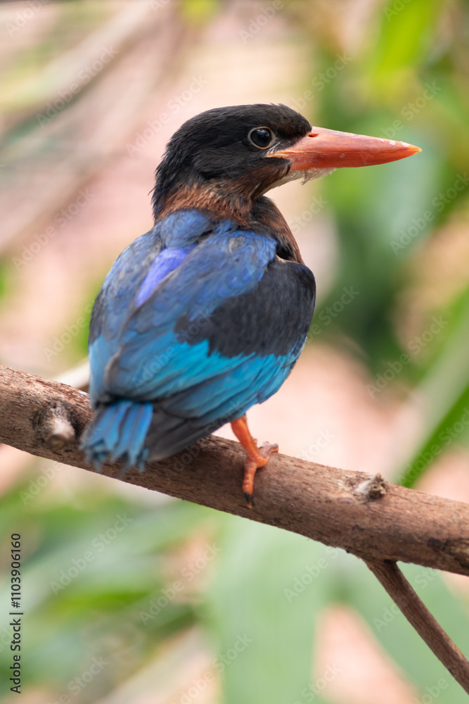 Fototapeta premium The Javan kingfisher (Halcyon cyanoventris), sometimes called the blue-bellied kingfisher or Java kingfisher