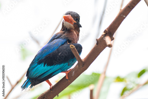 The Javan kingfisher (Halcyon cyanoventris), sometimes called the blue-bellied kingfisher or Java kingfisher photo