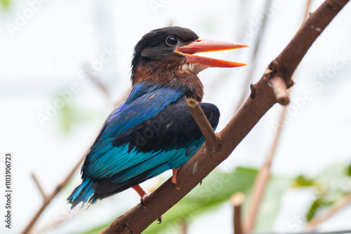 Canvas Print The Javan kingfisher (Halcyon cyanoventris), sometimes called the blue-bellied k