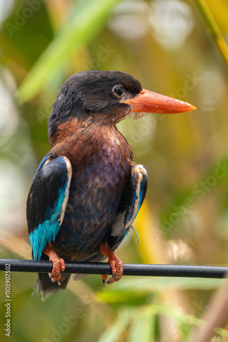 The Javan kingfisher (Halcyon cyanoventris), sometimes called the blue-bellied kingfisher or Java kingfisher photo