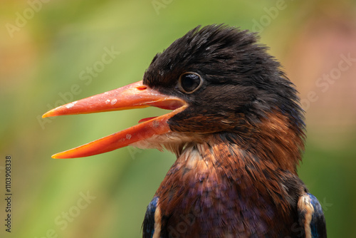 The Javan kingfisher (Halcyon cyanoventris), sometimes called the blue-bellied kingfisher or Java kingfisher photo