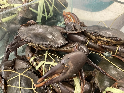 Freshly Caught Mud Crabs Bound for Market: A Glimpse into the Seafood Industry photo