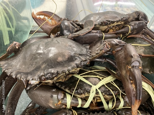 Freshly Caught Mud Crabs at Market: A Close-up View of Delicious Seafood Delicacies photo