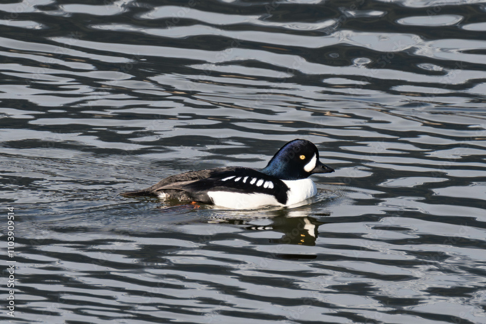 Barrow's goldeneye male (Bucephala islandica) swimming in the water Barrow's goldeneye male (Bucephala islandica) swimming in the water