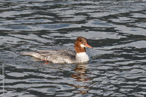 Common merganser swimming in the water