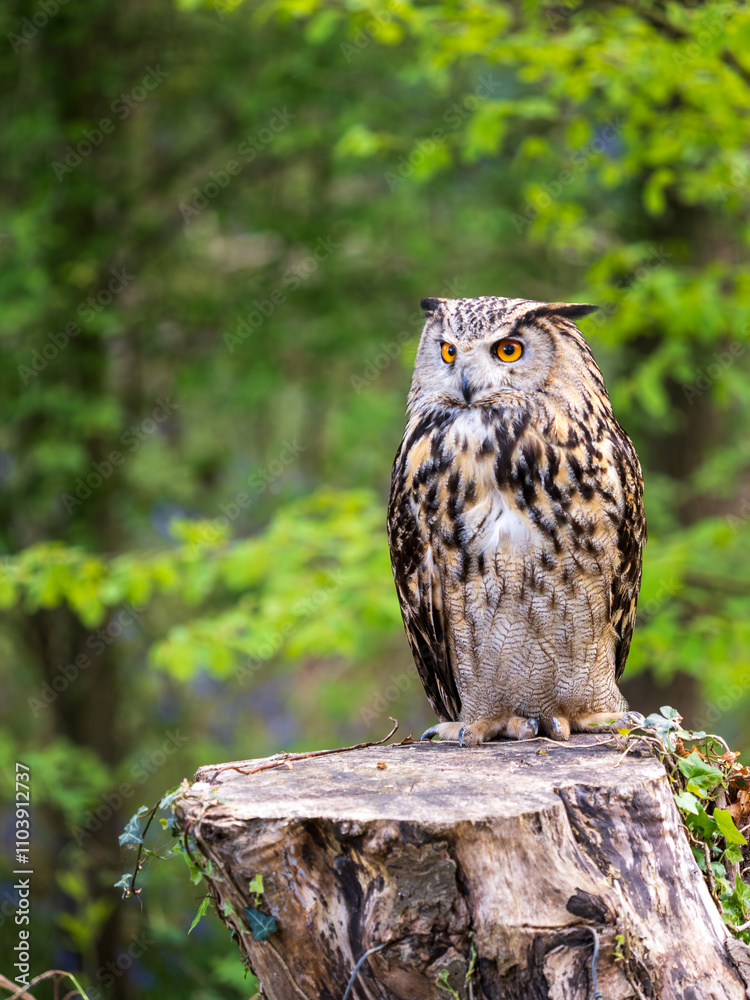 Obraz premium Eagle Owl in a Bluebell Wood