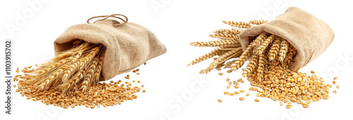 Set of raw wheat grains sack isolated on white or transparent background, cutout png
