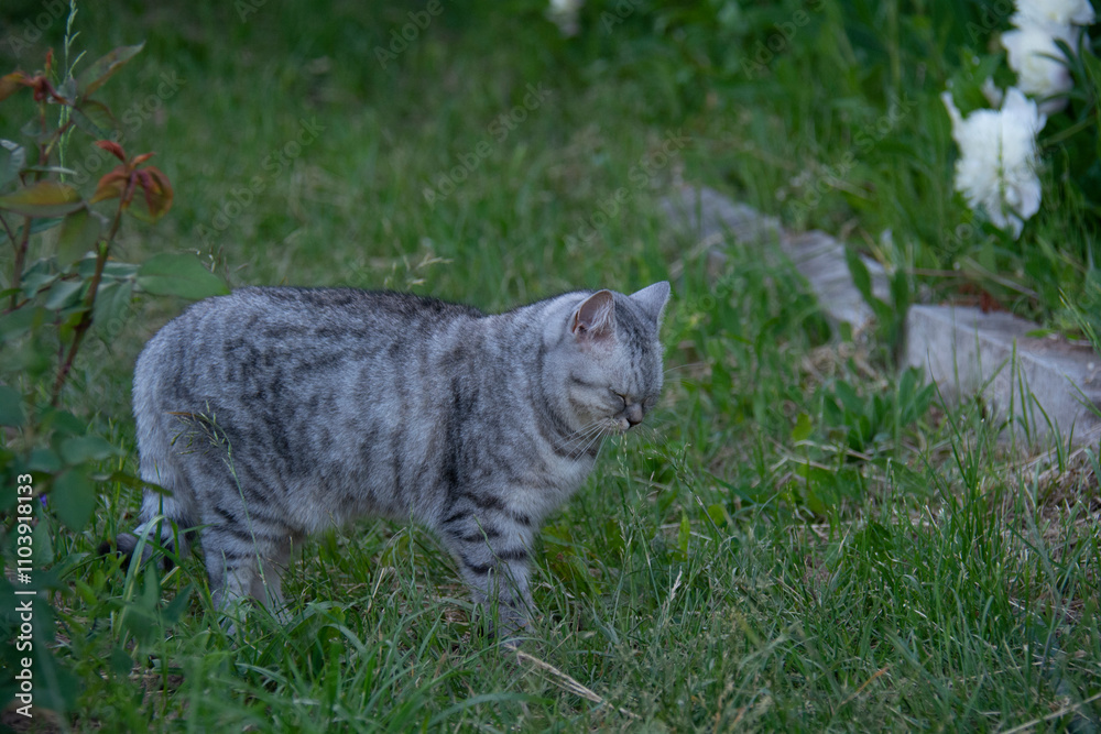Naklejka premium Beautiful British cat stands with closed eyes on the grass in the garden in summer