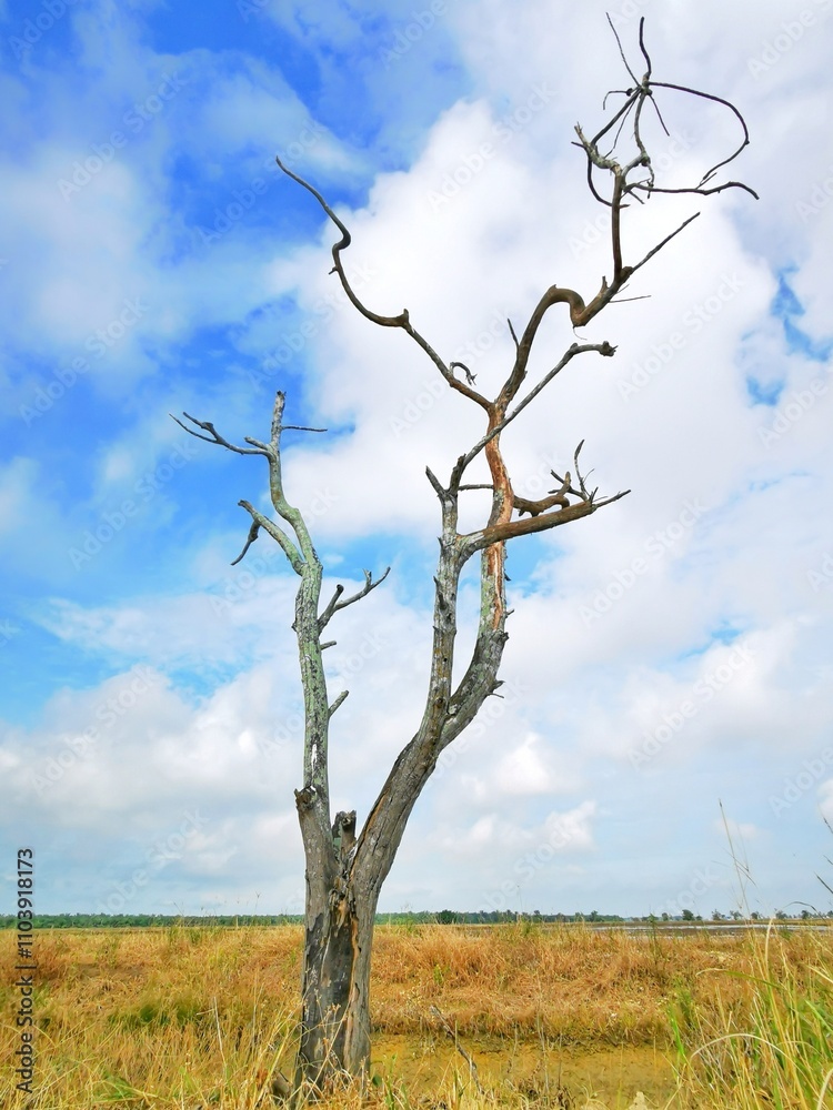 dead tree at the paddy field with branches dead tree at the paddy field with branches