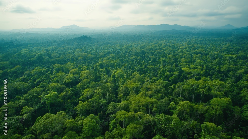 Vast forest under sustainable management, showcasing the wood company's commitment to transparency and traceability in resource sourcing while promoting ecological balance and conservation efforts. Vast forest under sustainable management, showcasing the wood company's commitment to transparency and traceability in resource sourcing while promoting ecological balance and conservation efforts.