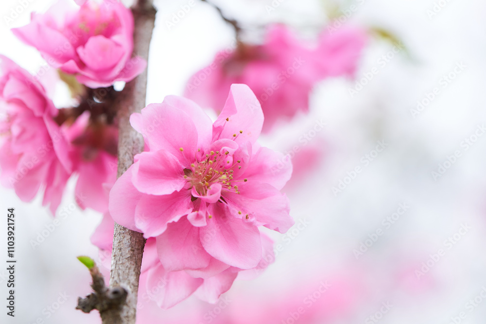 明るい一輪の桃の花のクローズアップ 明るい一輪の桃の花のクローズアップ