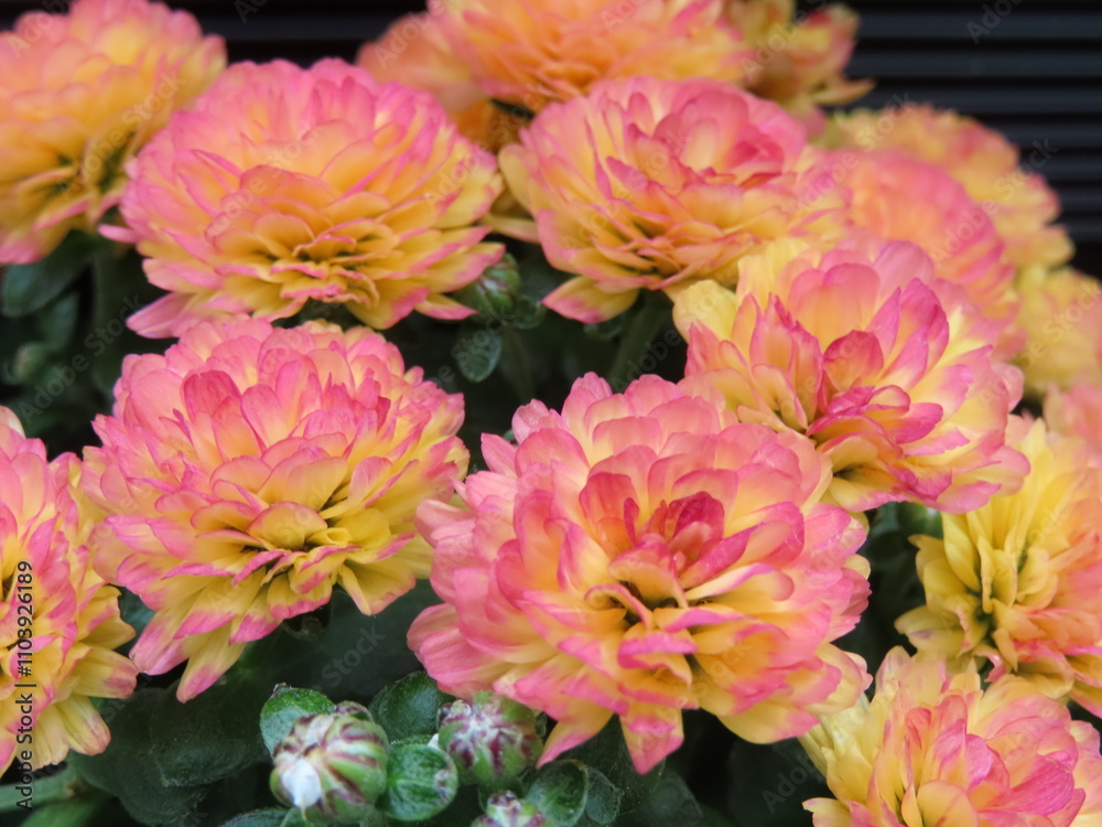 ピンクの花たち ピンクの花たち