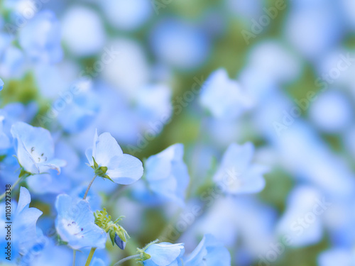 一面に咲く一輪のネモフィラの花のクローズアップ