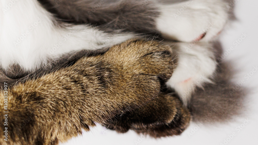 Obraz premium A close-up shot of cat paws, a tabby and a white one, gently touching.