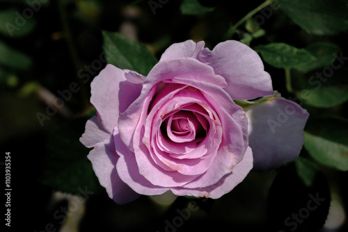 Foto Purple rose of love at first sight.