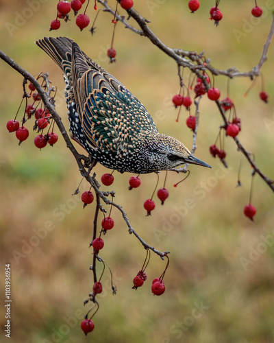 A European Starling in beautifully speckled winter plumage clings to a Crabapple Tree laden with red apples.