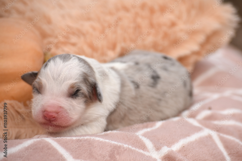 Newborn blue merle Australian Shepherd puppy on a soft beige blanket Newborn blue merle Australian Shepherd puppy on a soft beige blanket