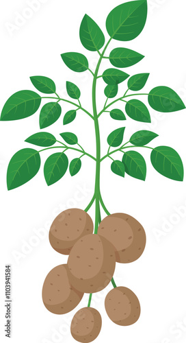 A plant with a bunch of potatoes growing out of it