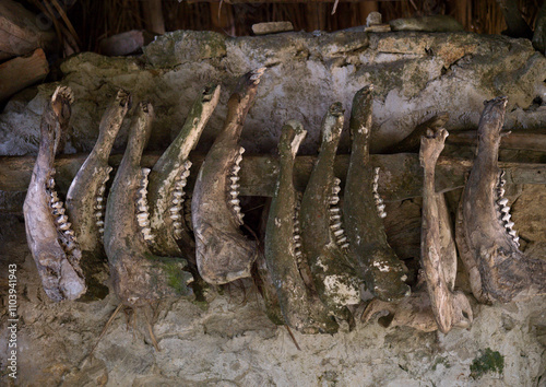 Buffalos Jaws Kept After Ceremonies,yuanyang, Yunnan Province, China photo