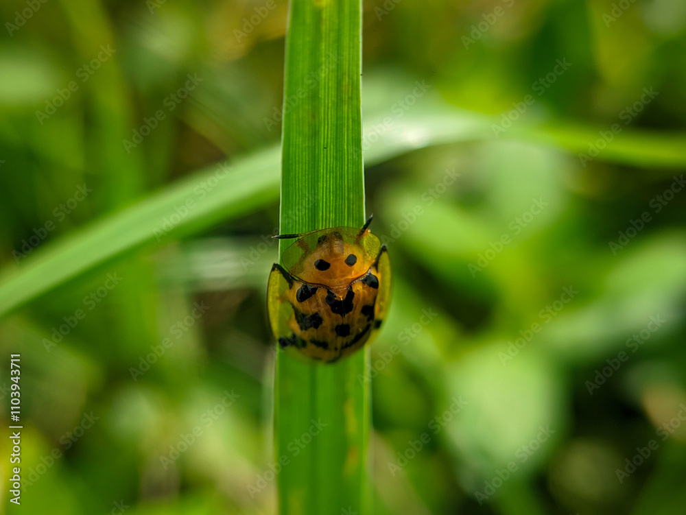 Fototapeta premium Aspidimorpha miliaris insect