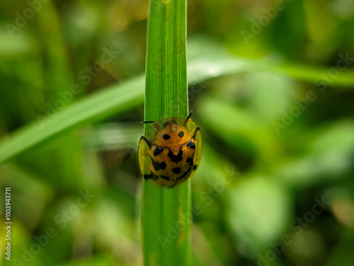 Aspidimorpha miliaris insect photo