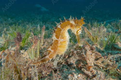 Sea Horse in the Red Sea Colorful and beautiful, Eilat Israel
