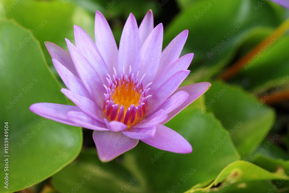 close up lotus flower yellow and purple color is so beautiful close up lotus flower yellow and purple color is so beautiful