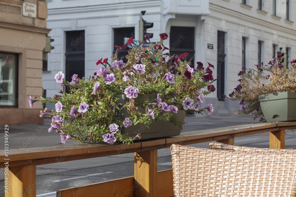 Fototapeta premium Pink flower baskets on outdoor cafe fence
