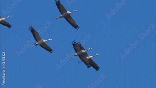 A group of Common Cranes flying blue sky