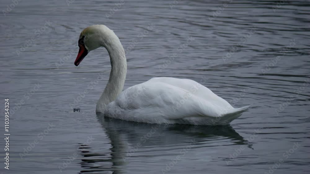 Graceful swan swimming peacefully in calm waters during sunrise in a serene natural setting. High quality 4k footage Graceful swan swimming peacefully in calm waters during sunrise in a serene natural setting. High quality 4k footage