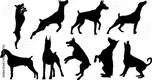 set of doberman vector silhouette