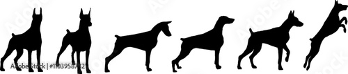 doberman vector silhouette