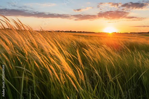 A scene of a timothy agricultural crop gently blowing in the wind during sunset.