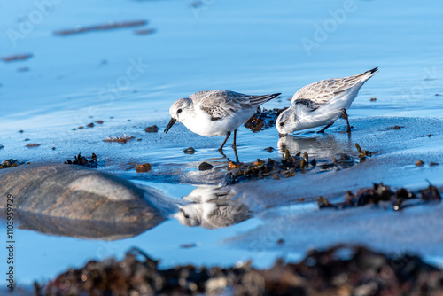 Fotografía Two sanderling probe the wet sand for food along the shoreline