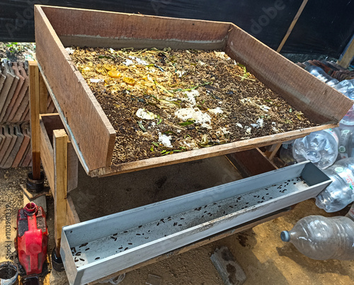 magot cultivation resulting from processing organic waste