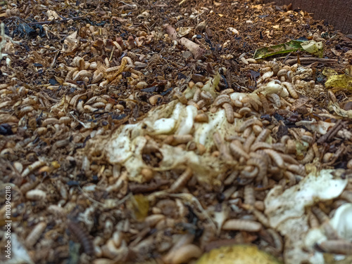 magot cultivation resulting from processing organic waste
